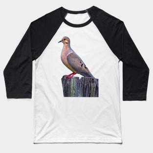 Mourning Dove on a Fence Baseball T-Shirt